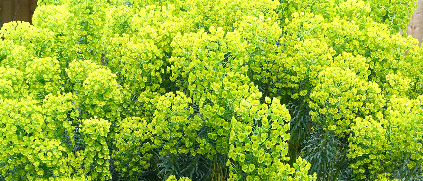 Zypressenblättrige Wolfsmilch - Euphorbia cyparissias