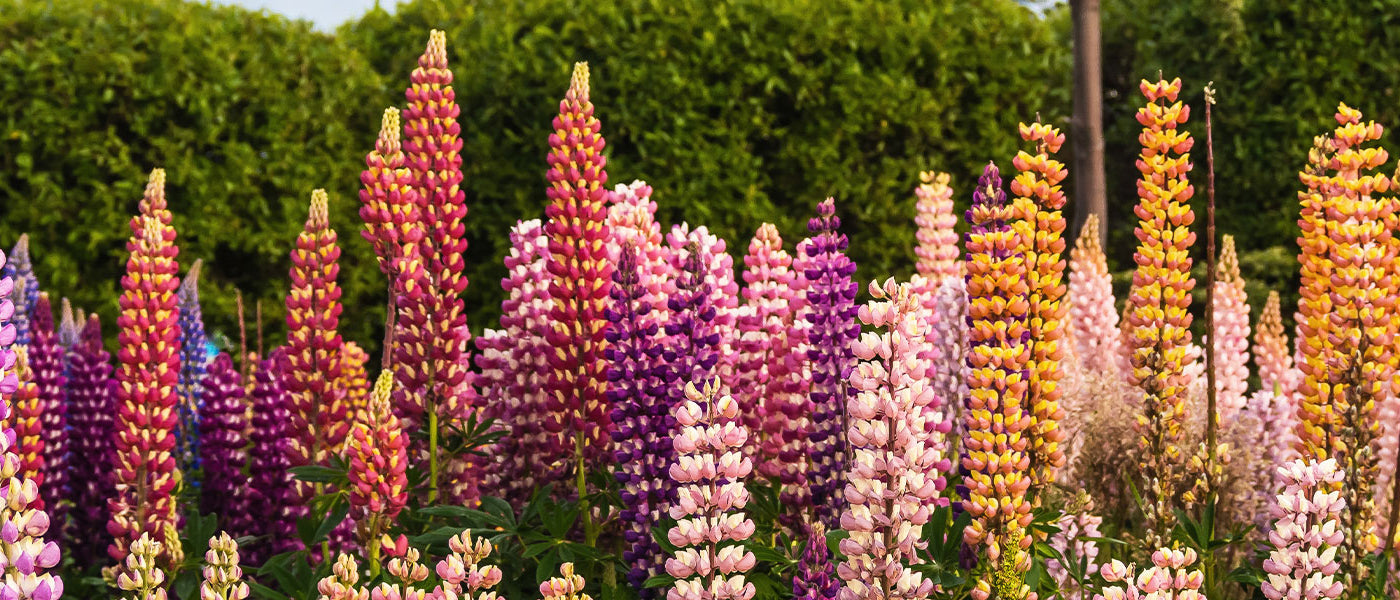 Zwerg-Lupine - Lupinus nanus