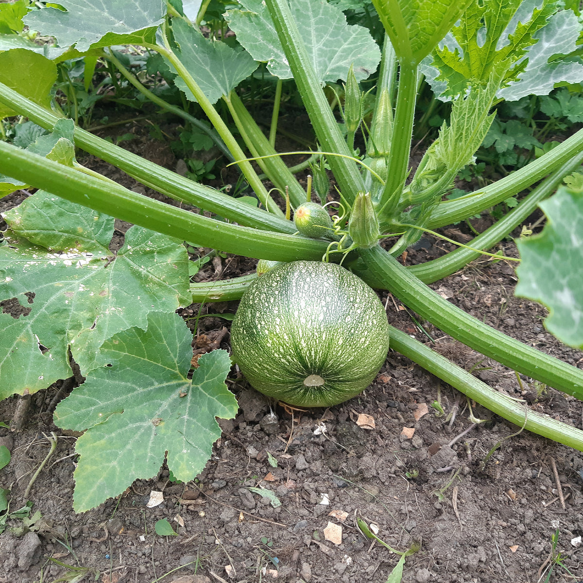 Runde Zucchini ‘De Nice’