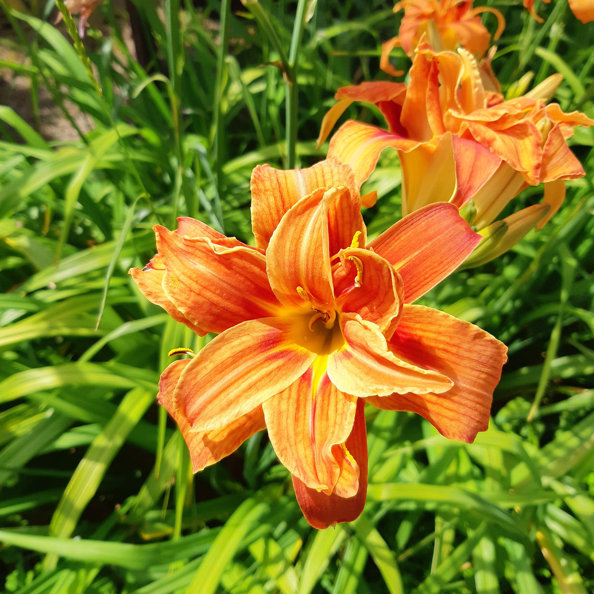 Gelbe Taglilie 'Flore Pleno'