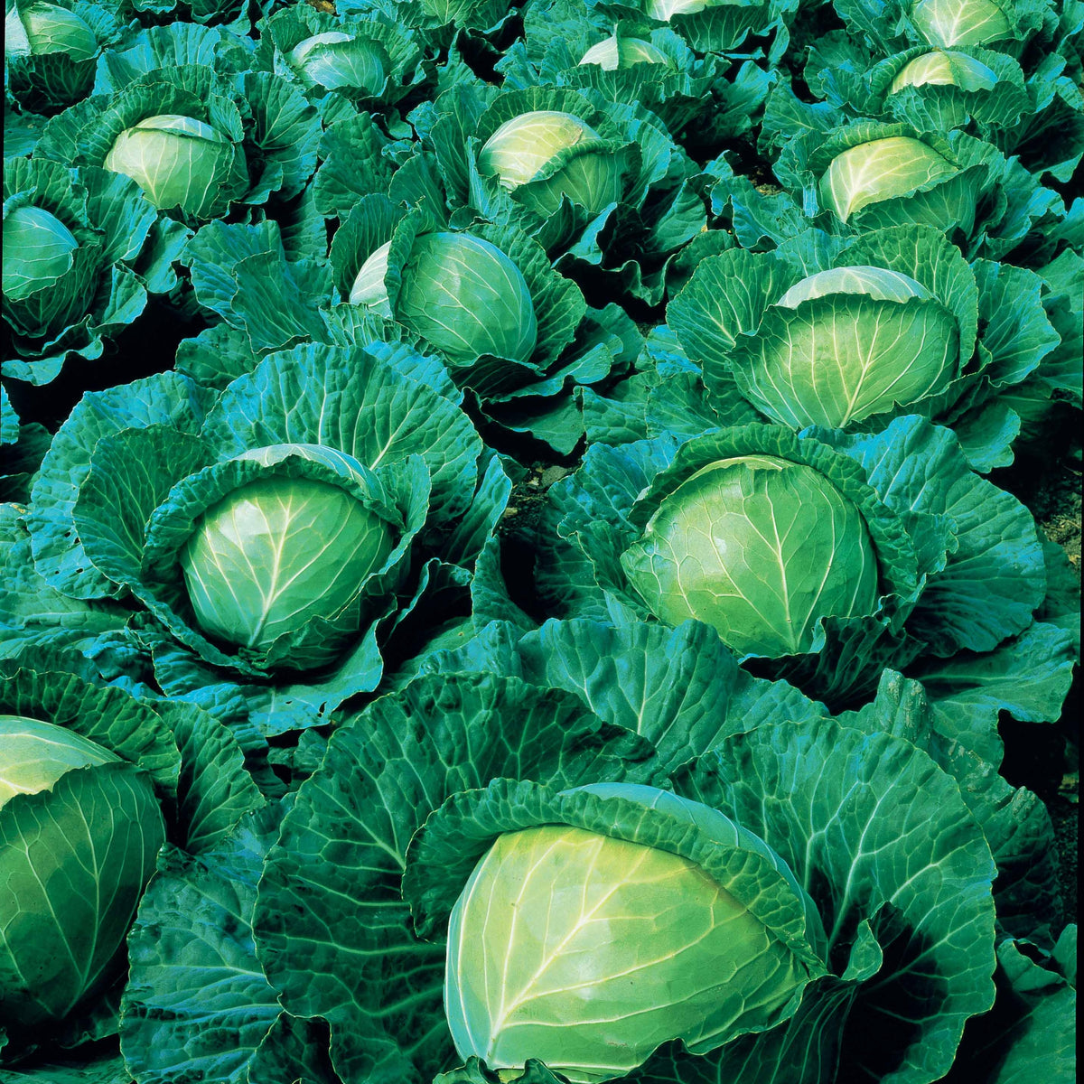 Weißkohl Vestri F1 - Brassica oleracea capitata vestri f1 - Willemse