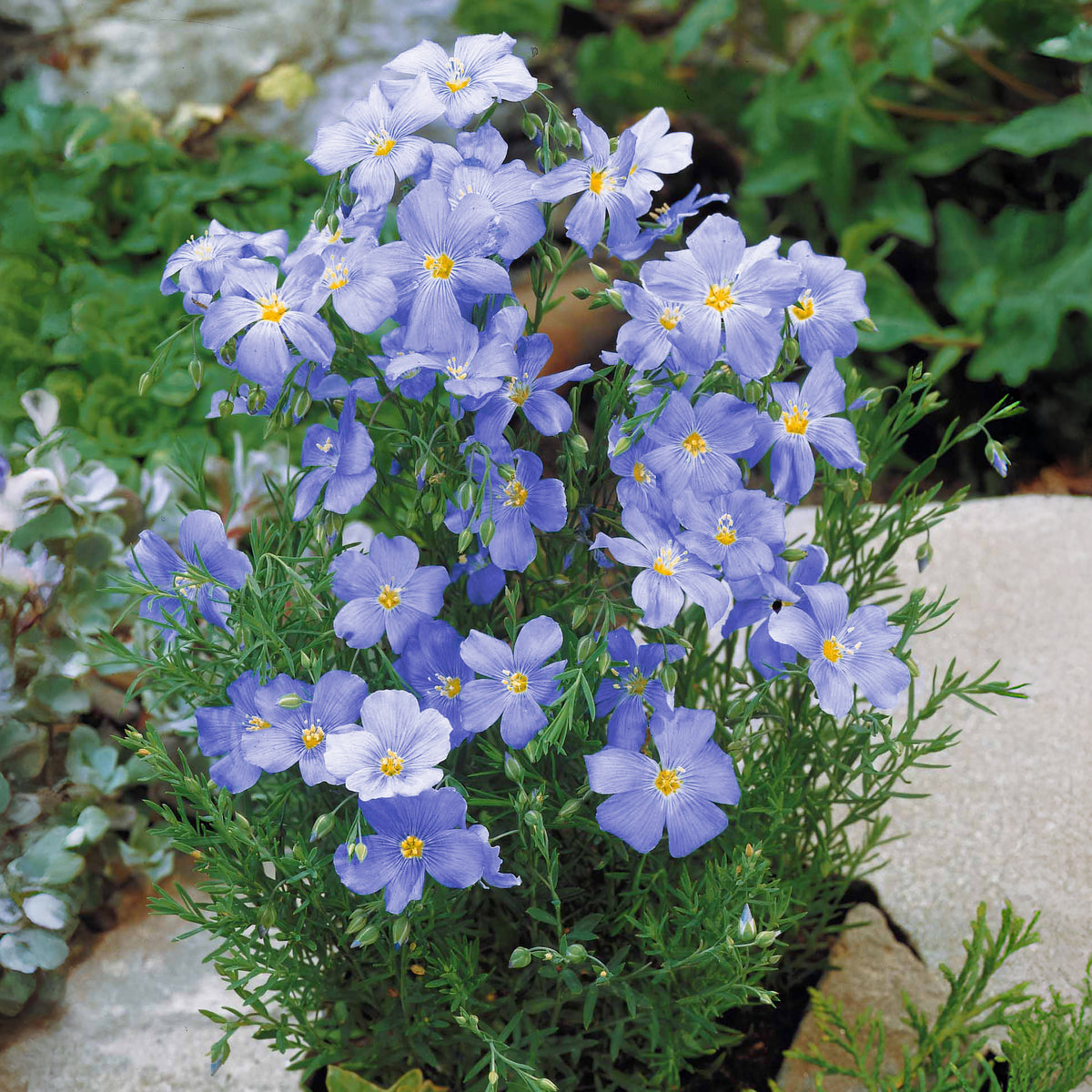Blauer Stauden-Lein - Linum perenne - Willemse