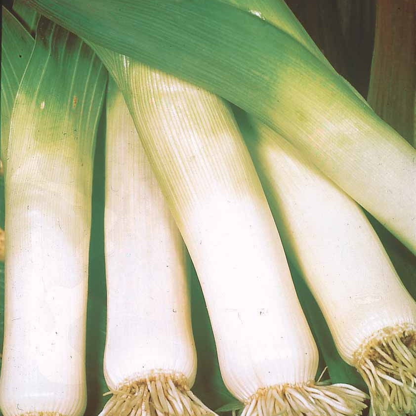 Lauch Long de Nice 2 - Allium porrum long de nice 2 - Willemse