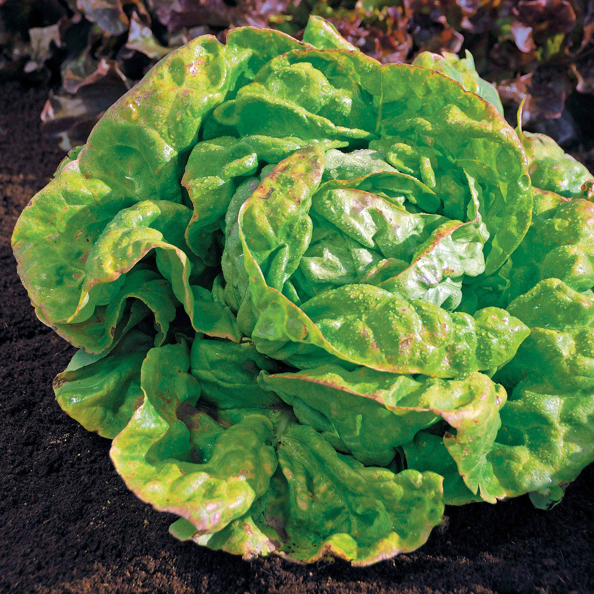 Kopfsalat Reine de Mai Bio - Willemse