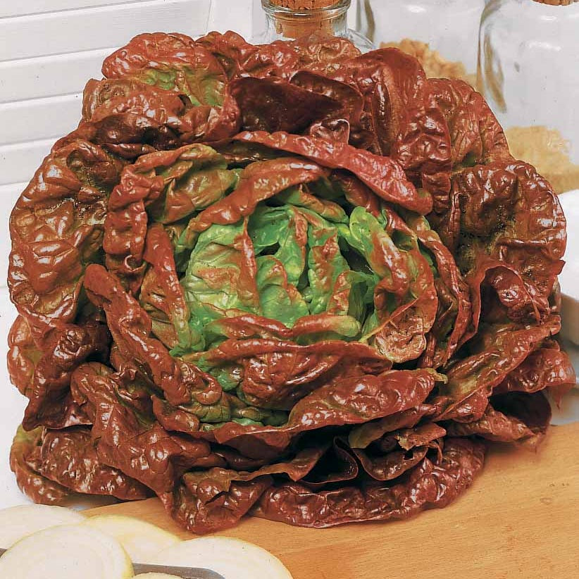 Kopfsalat Merveille des Quatre Saisons - Willemse