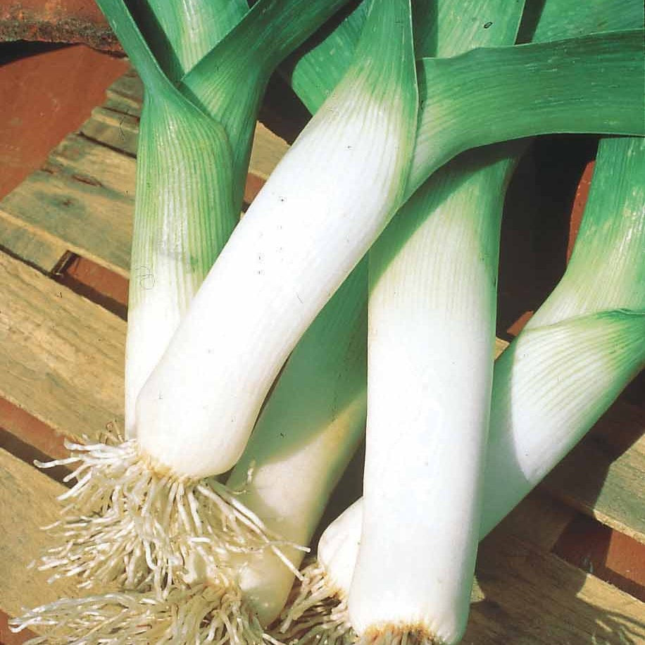 Winterlauch Saint Victor - Allium porrum d'hiver de saint victor - Willemse