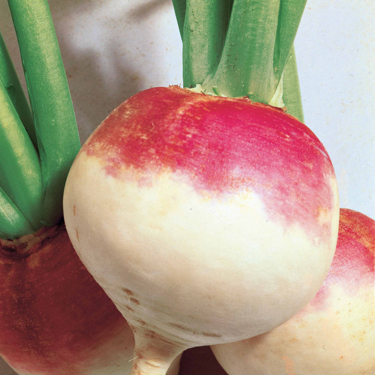 Norfolk-Rübe - Brassica rapa norfolk - Willemse