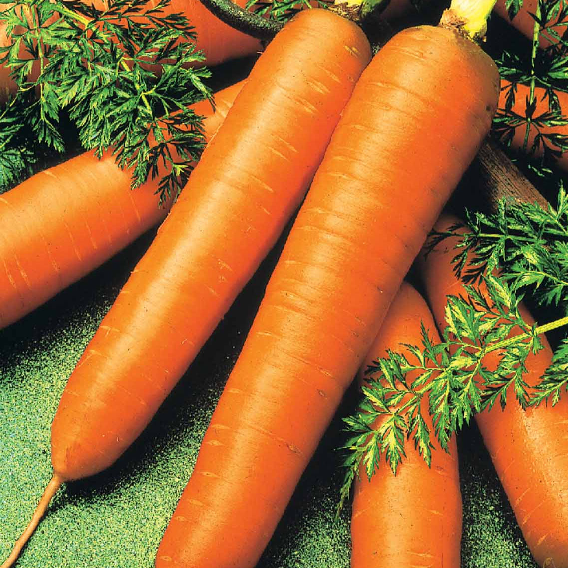Bio-Möhre ‘De Colmar a cœur rouge 2’ - Daucus carota de colmar à coeur rouge 2 - Willemse