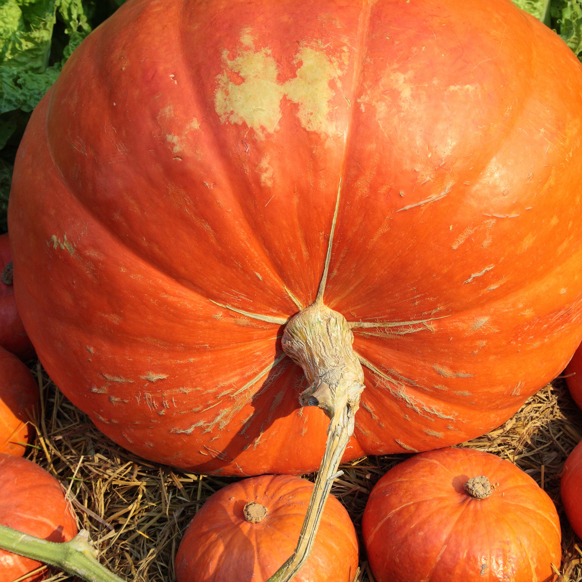 Cucurbita maxima atlantic giant - Kürbis Atlantic Giant - Samen für Kürbisse