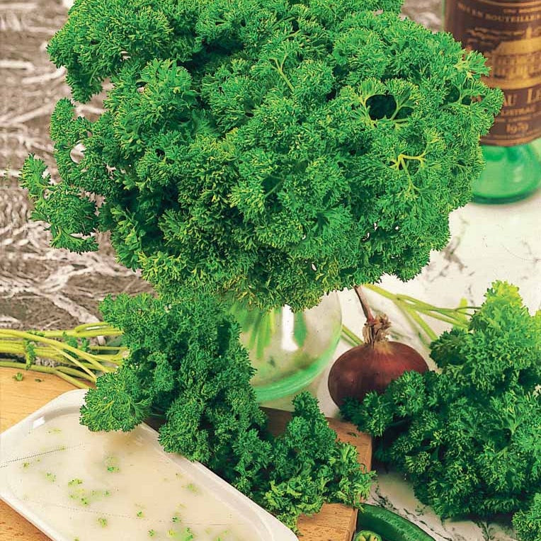 Petroselinum crispum bravour - Krause Petersilie Bravour - Kräutersamen