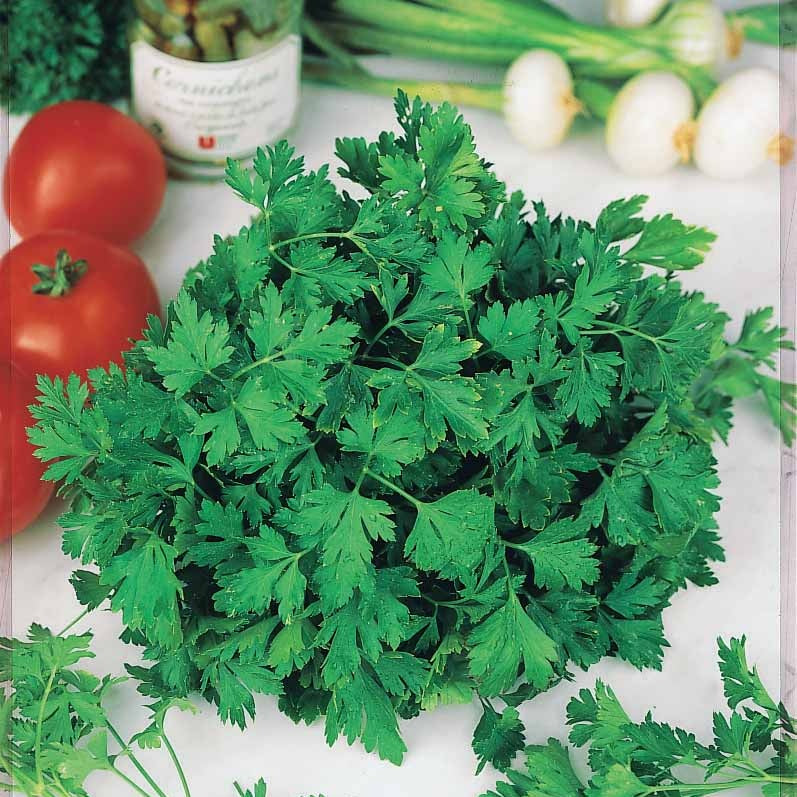 Petroselinum crispum commun 2 - Petersilie Commun 2 Bio - Bio-Kräuter