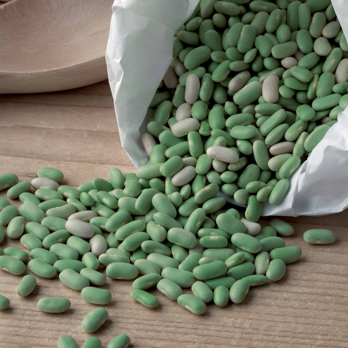 Saatgut - Phaseolus vulgaris chevrier vert flagrano - Phaseolus vulgaris chevrier vert flagrano - Willemse