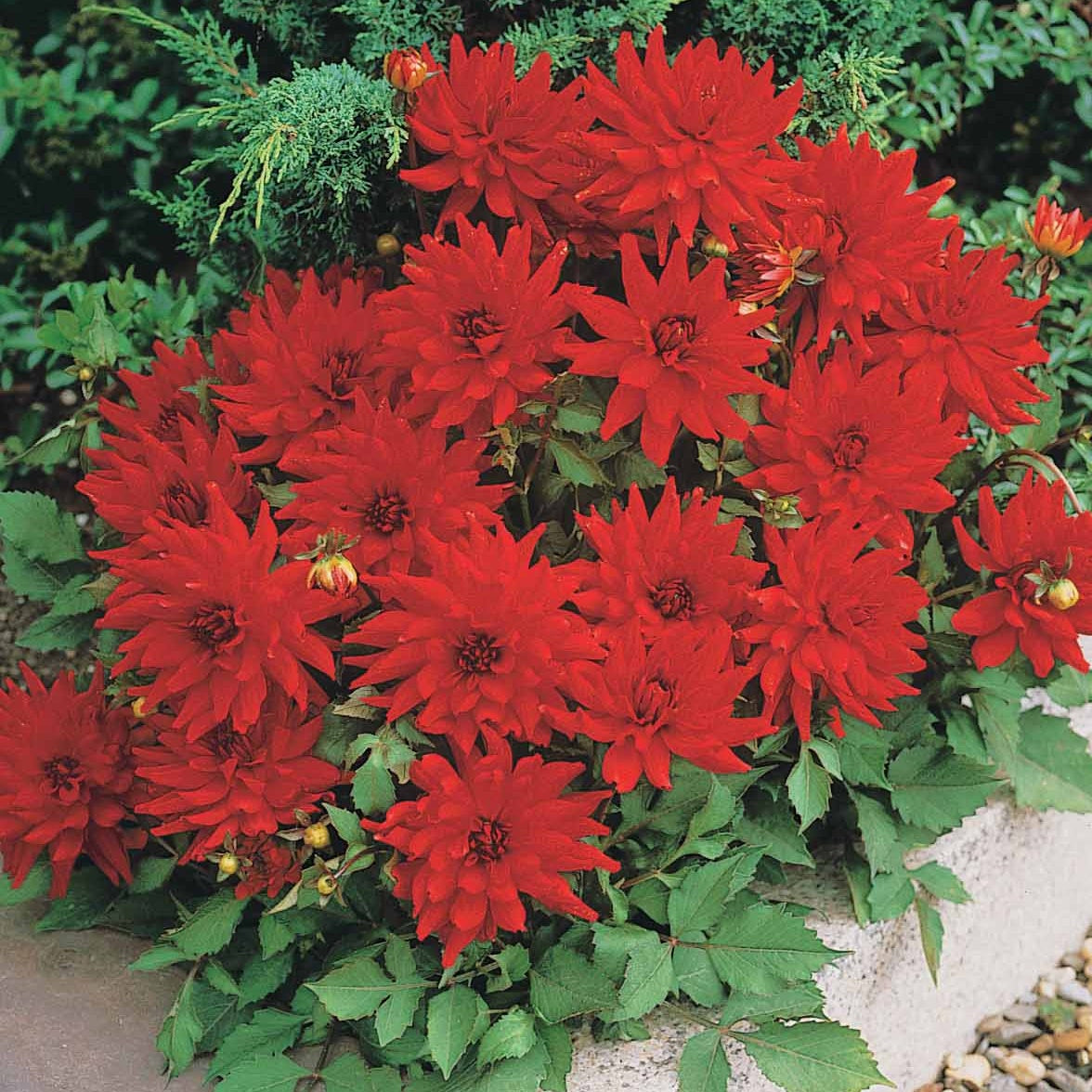 Dahlien-Zwiebeln - Dahlie Red Pigmy (x3) - Dahlia Red Pigmy