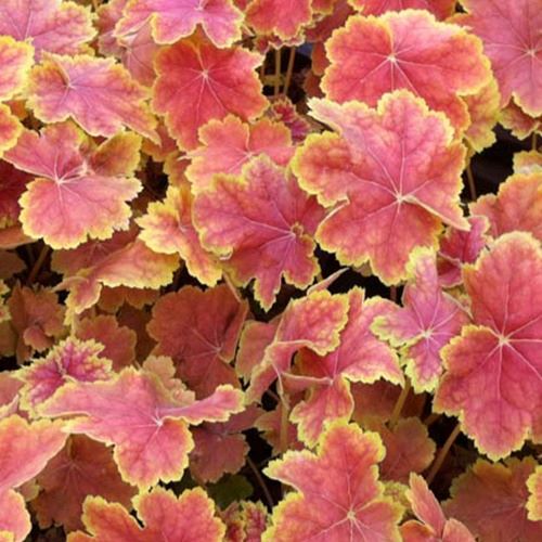 Heuchera Tiramisu - Heuchera Tiramisu - Willemse