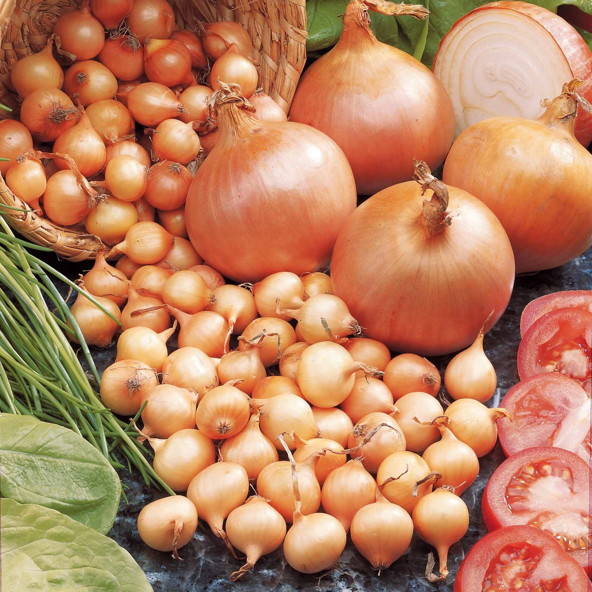 Zwiebelzwiebeln - Zwiebel Centurion F1 - Allium cepa centurion f1