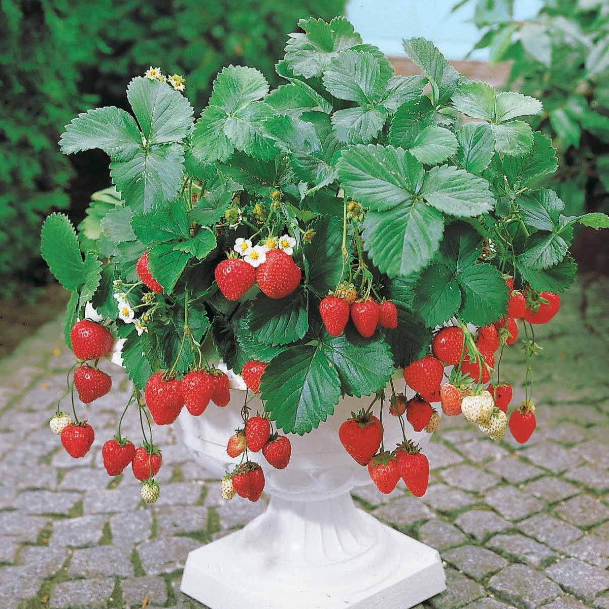 Erdbeere Maestro ® VOC 89.98.1 - Willemse