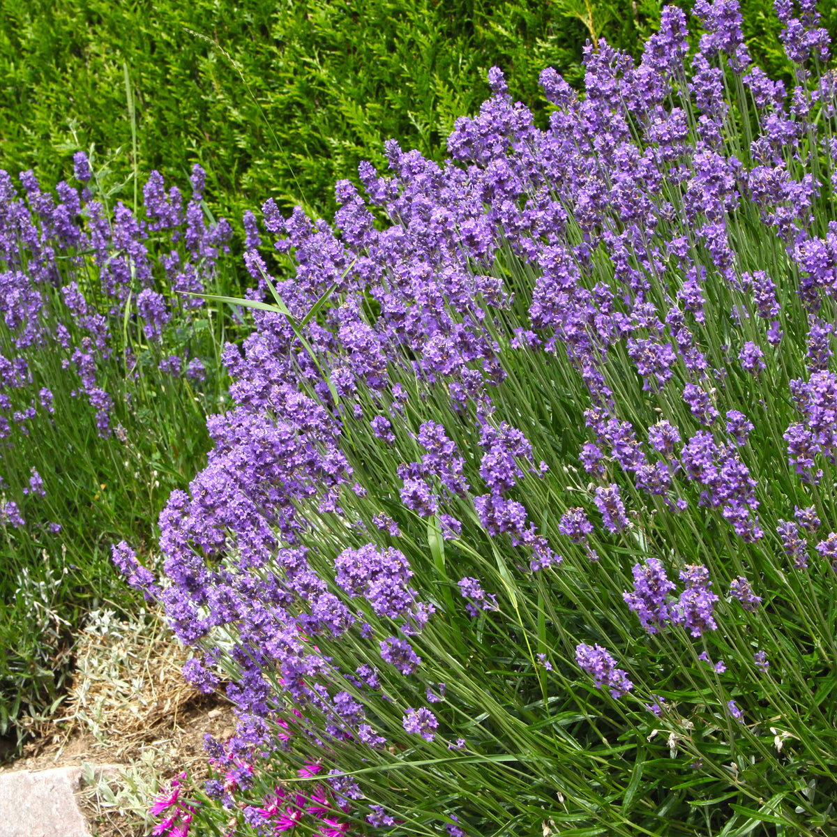 Lavendel ‘Grosso’ - Willemse