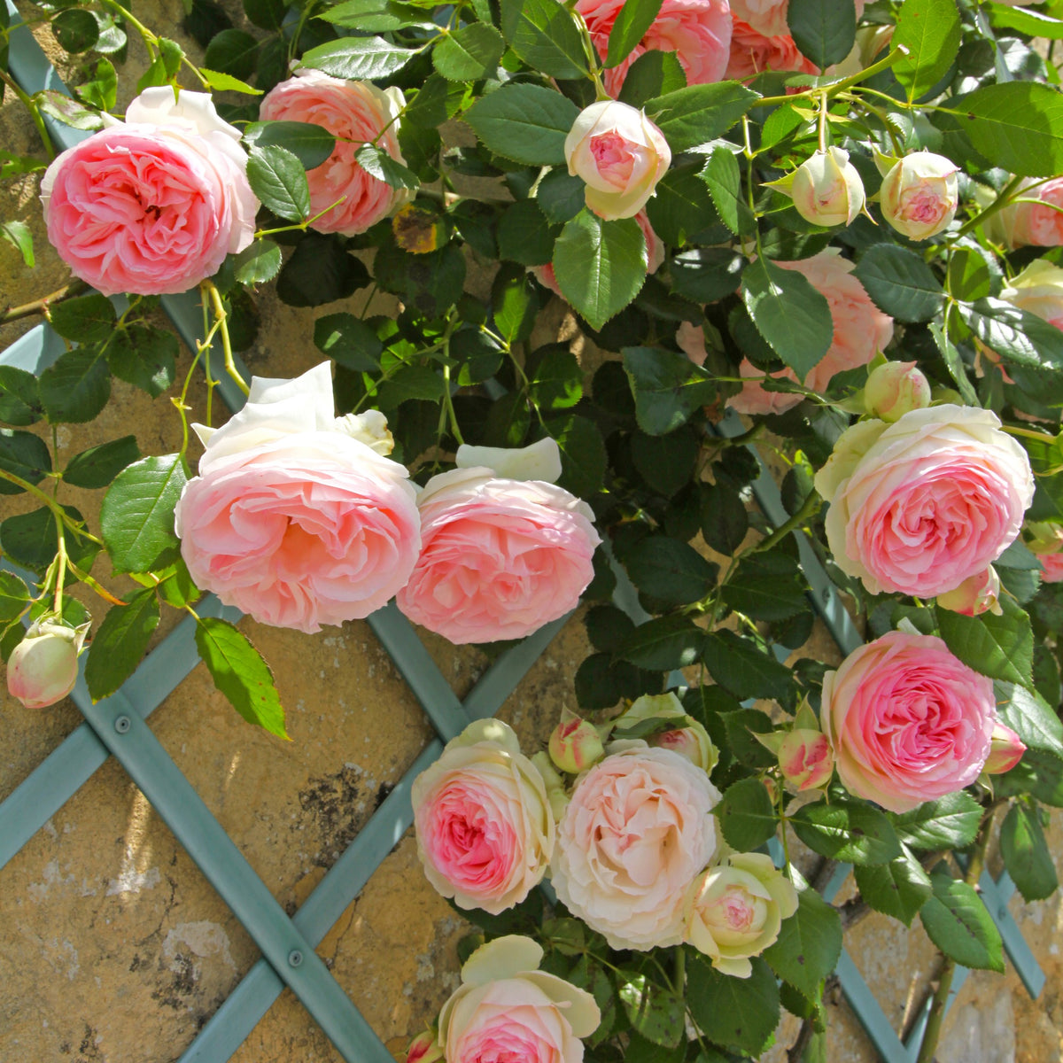 Kletterrosen Mischung (Ronsard, Golden Gate, Santana) (x3)