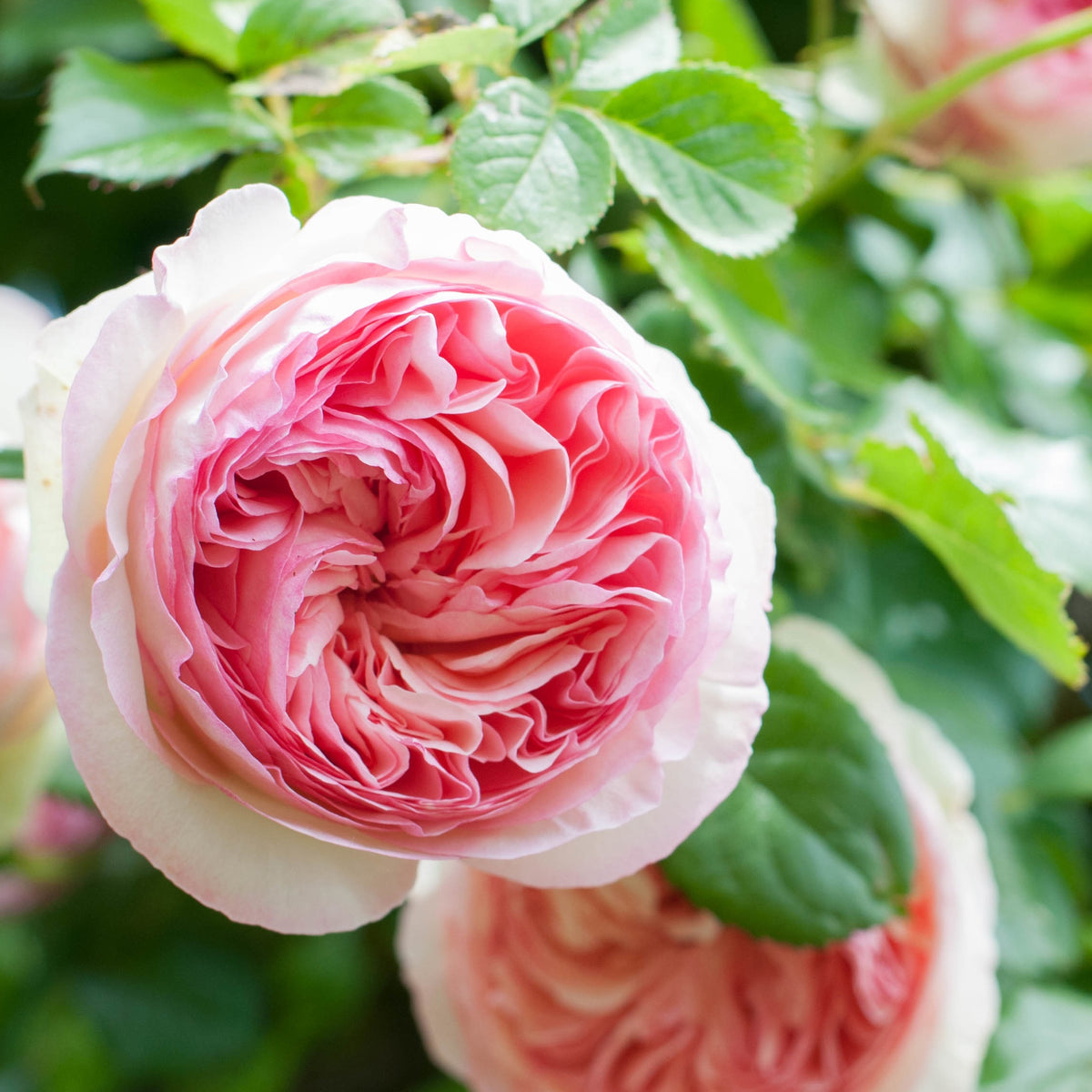 Rosa grimpant Pierre de Ronsard® Meiviolin - Kletterrose Pierre de Ronsard ® Meiviolin - Kletterrosen