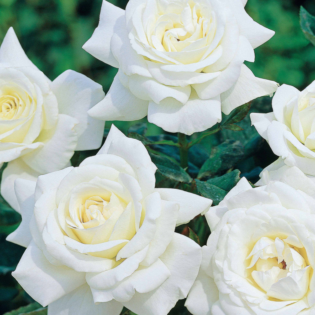 Strauchrose Helga - Willemse