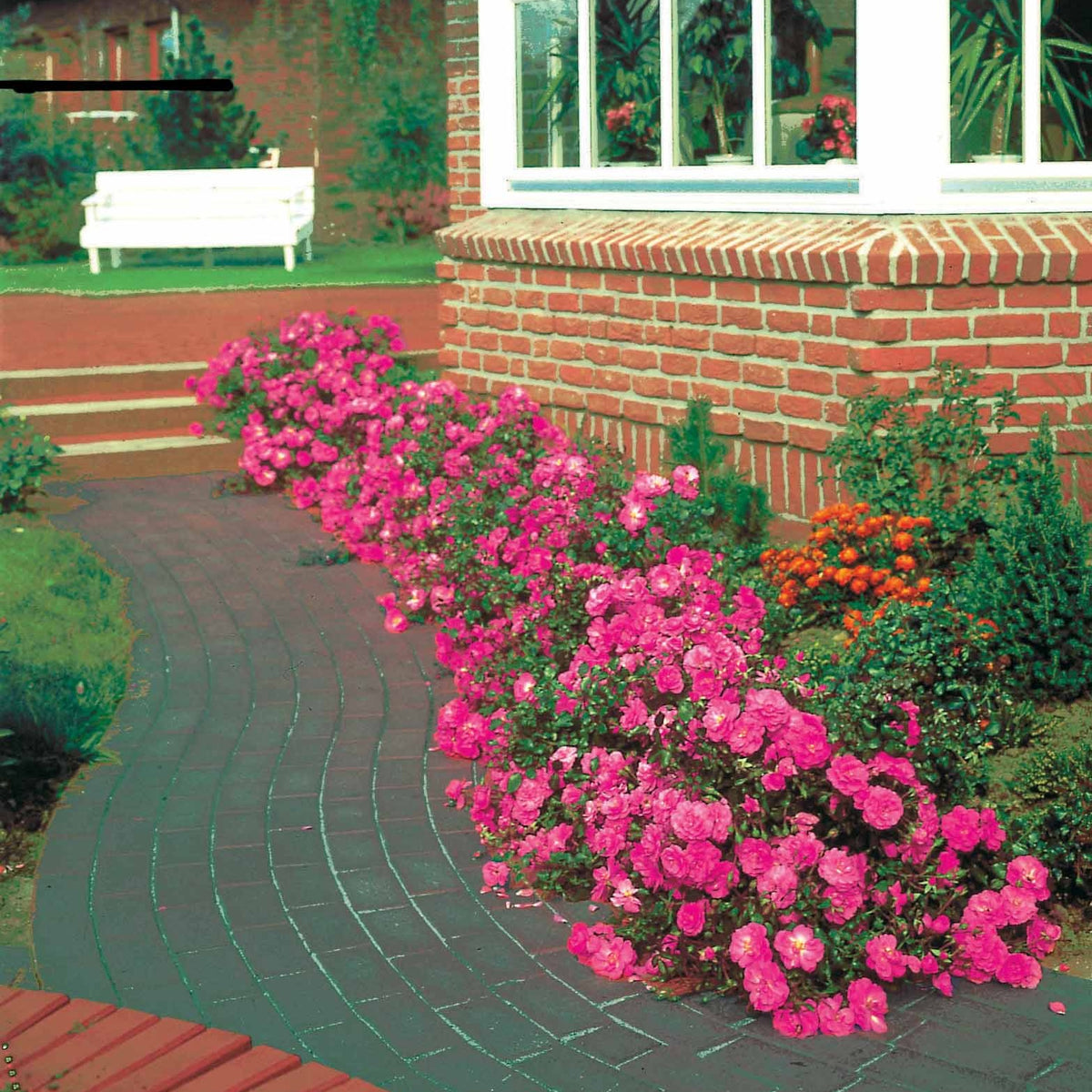 Bodendeckerrosen Mirato ® - Willemse