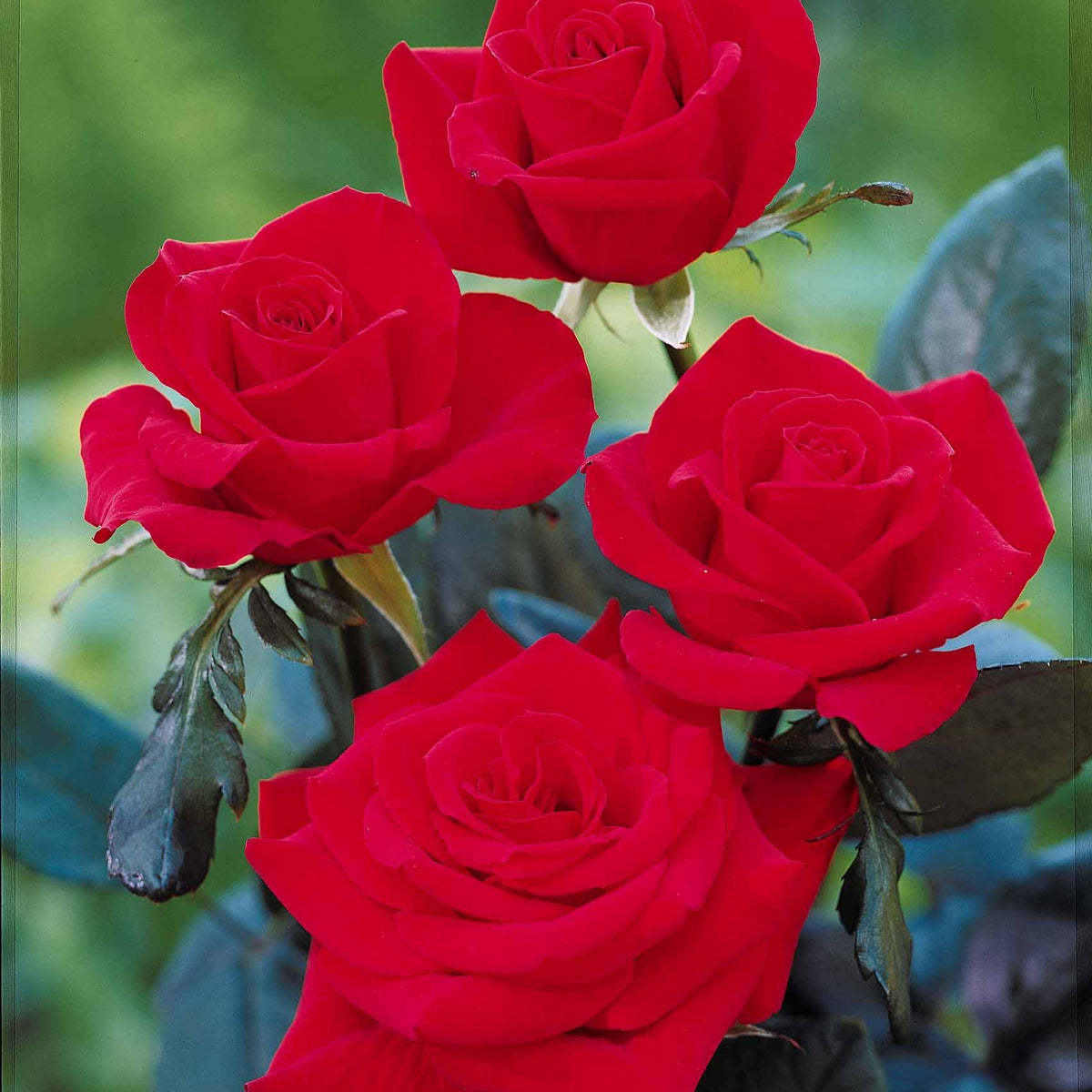 Edelrose Oklahoma - Rosa oklahoma - Willemse