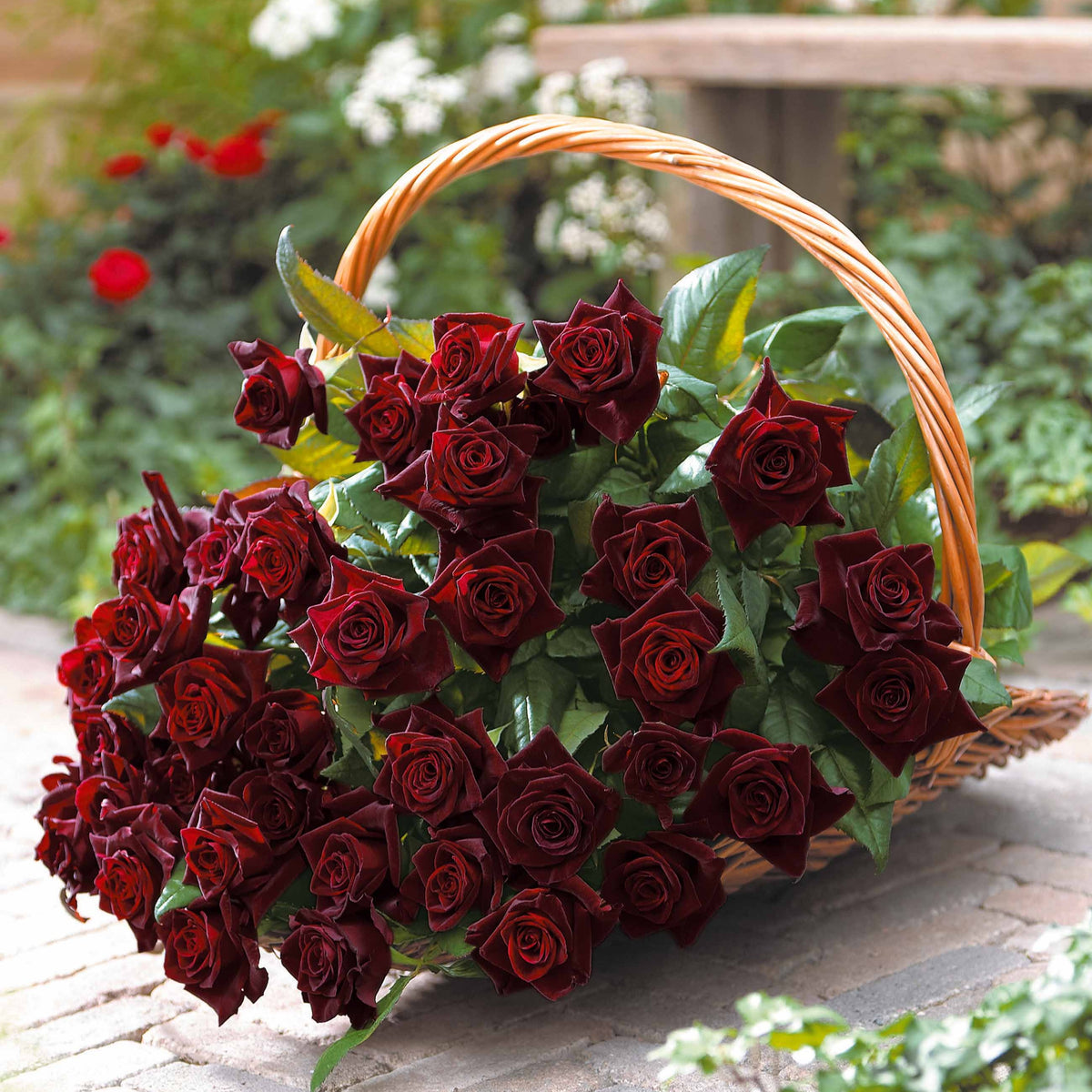 Strauchrose Black Baccara ® Meidebenne - Willemse