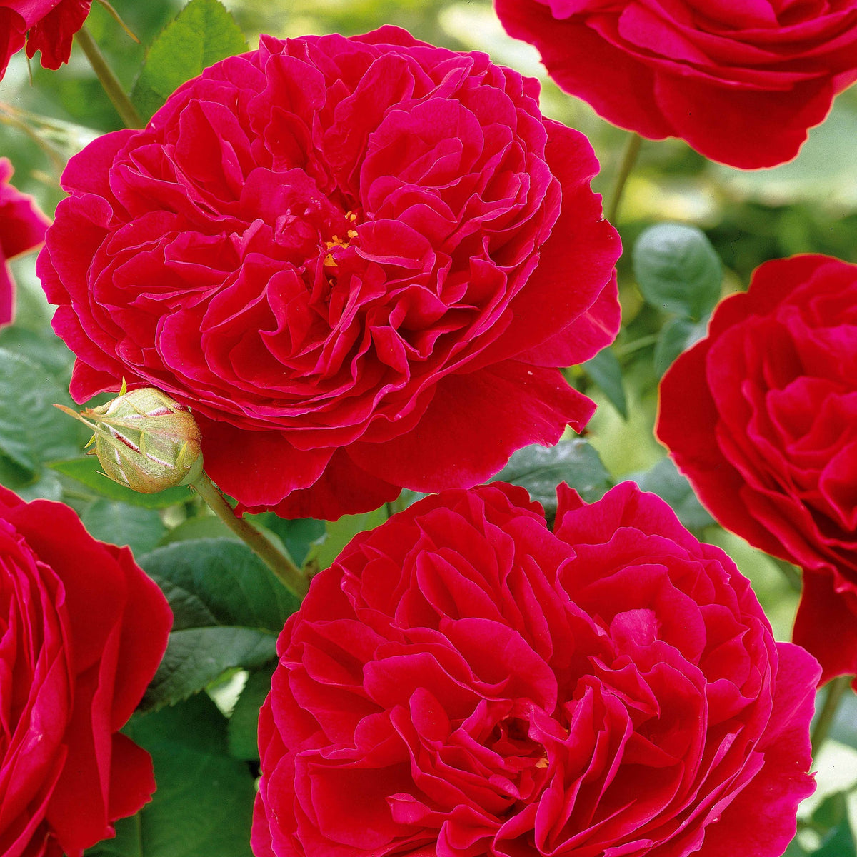 Floribunda-Rose Red Leonardo da Vinci ® Meiangele - Willemse