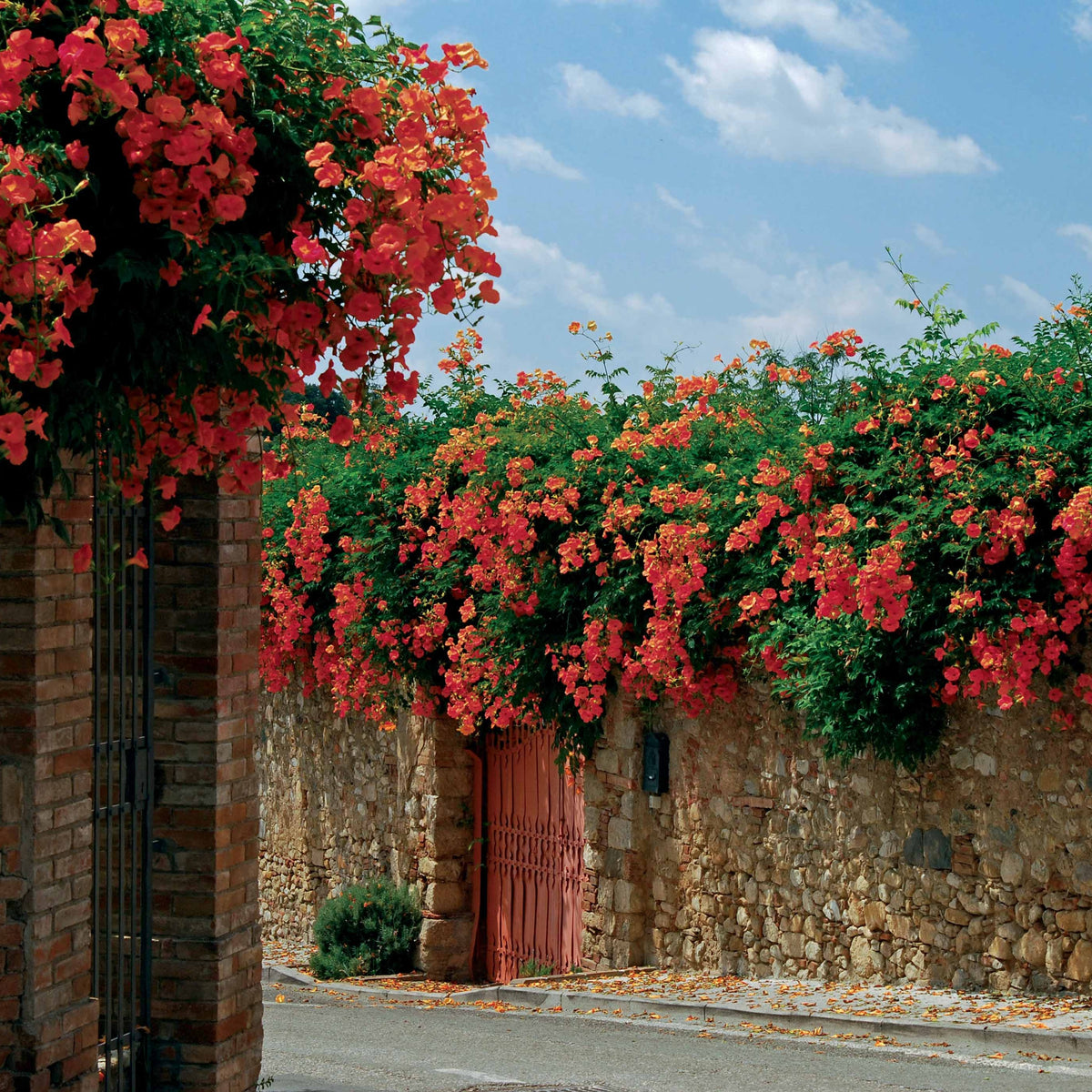 Trompetenblume Madame Galen - Campsis radicans x tagliabuana Madame Galen - Willemse