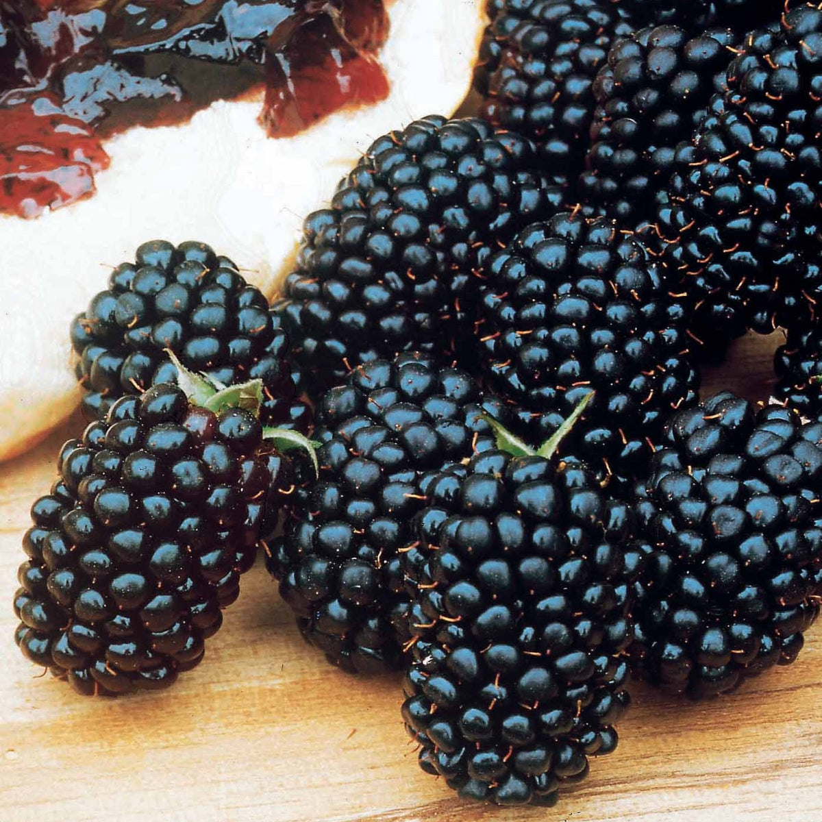 Brombeere Dirksen - Willemse