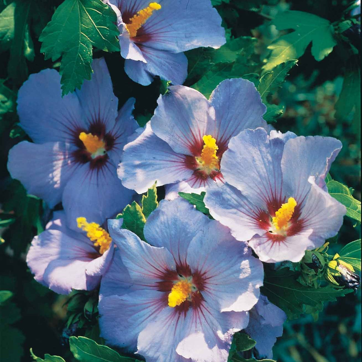 Hibiskus-Stämmchen blau - Willemse
