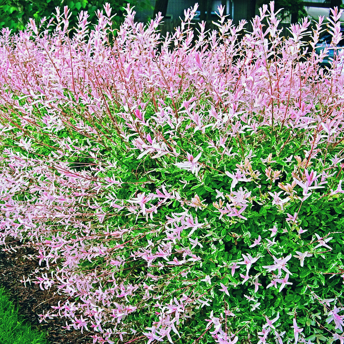 Weide - Harlekinweide - Hecke von 3 m Länge (x3) - Salix integra Hakuro Nishiki