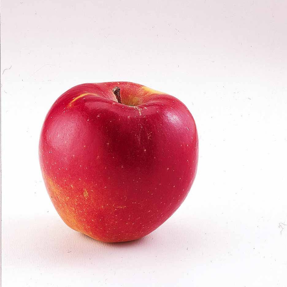 Malus domestica Braeburn - Zwerg-Apfelbaum Braeburn - Apfelbäume