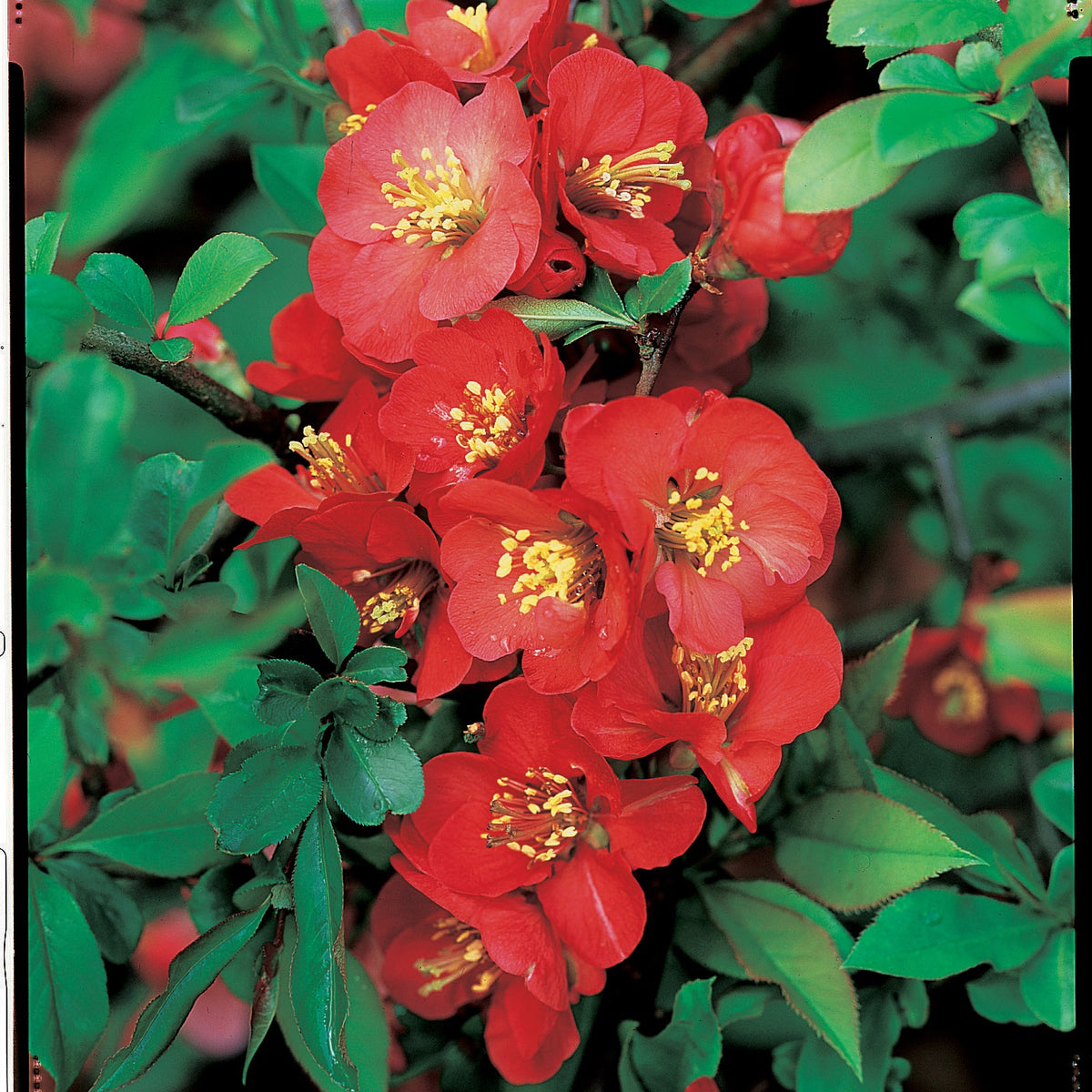 Japanische Quitte Cido - Chaemomeles japonica Cido - Willemse