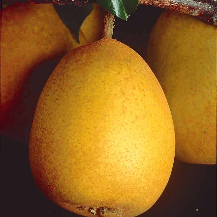 Birnbaum Beurré Hardy - Pyrus communis Beurré Hardy - Willemse