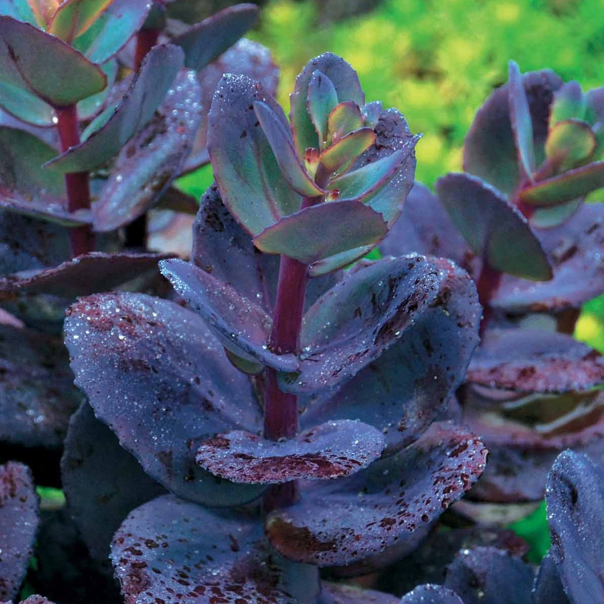 Sedum Blue Pearl - Willemse