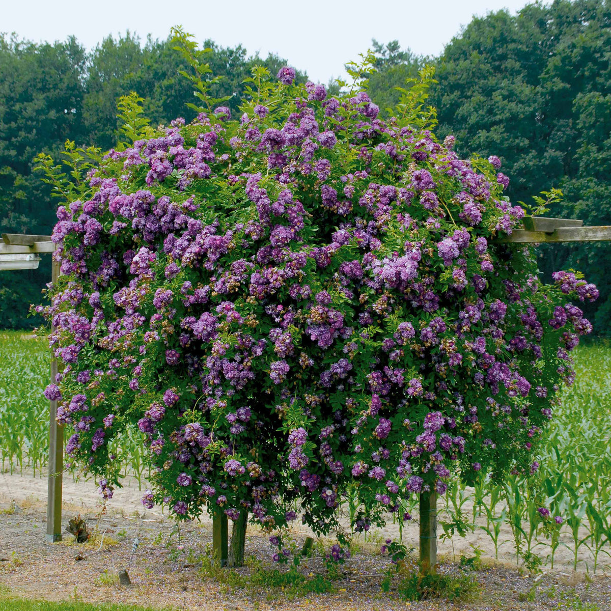 Hochstammrose ‘Veilchenblau’ - Rosa veilchenblau - Willemse