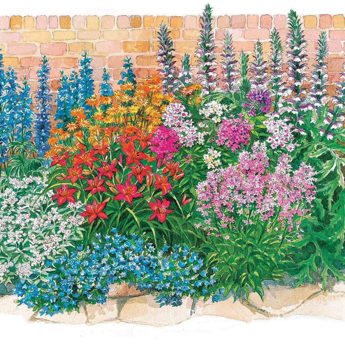 Sommerblumenbeet - Fläche ca. 2 m² - Acanthus mollis, Heliopsis scabra, Aconitum napellus, Phlox paniculata, Hemrocallis Samy Russel, Lychnis viscaria, Anaphalis triplinervis, Campanula carpatica - Willemse