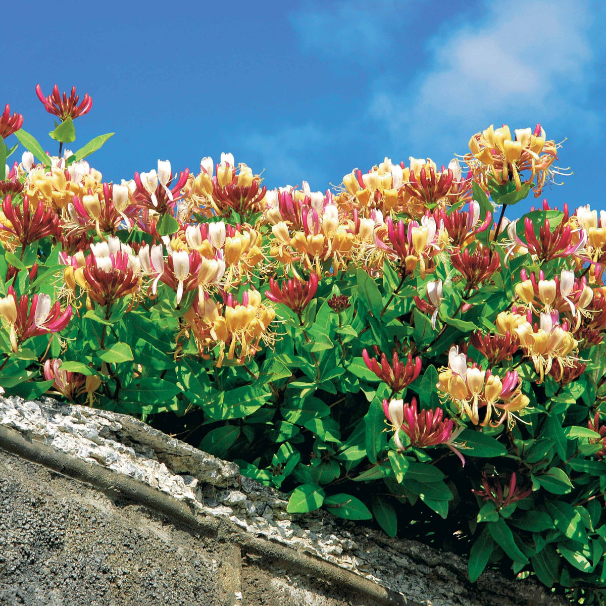 Waldgeißblatt Serotina - Willemse