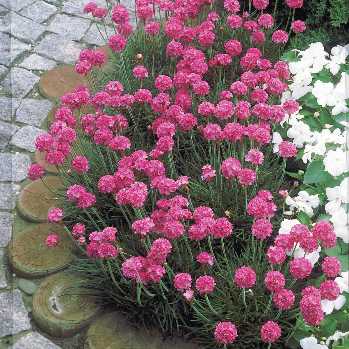 Grasnelke (x3) - Armeria maritima Splendens - Willemse