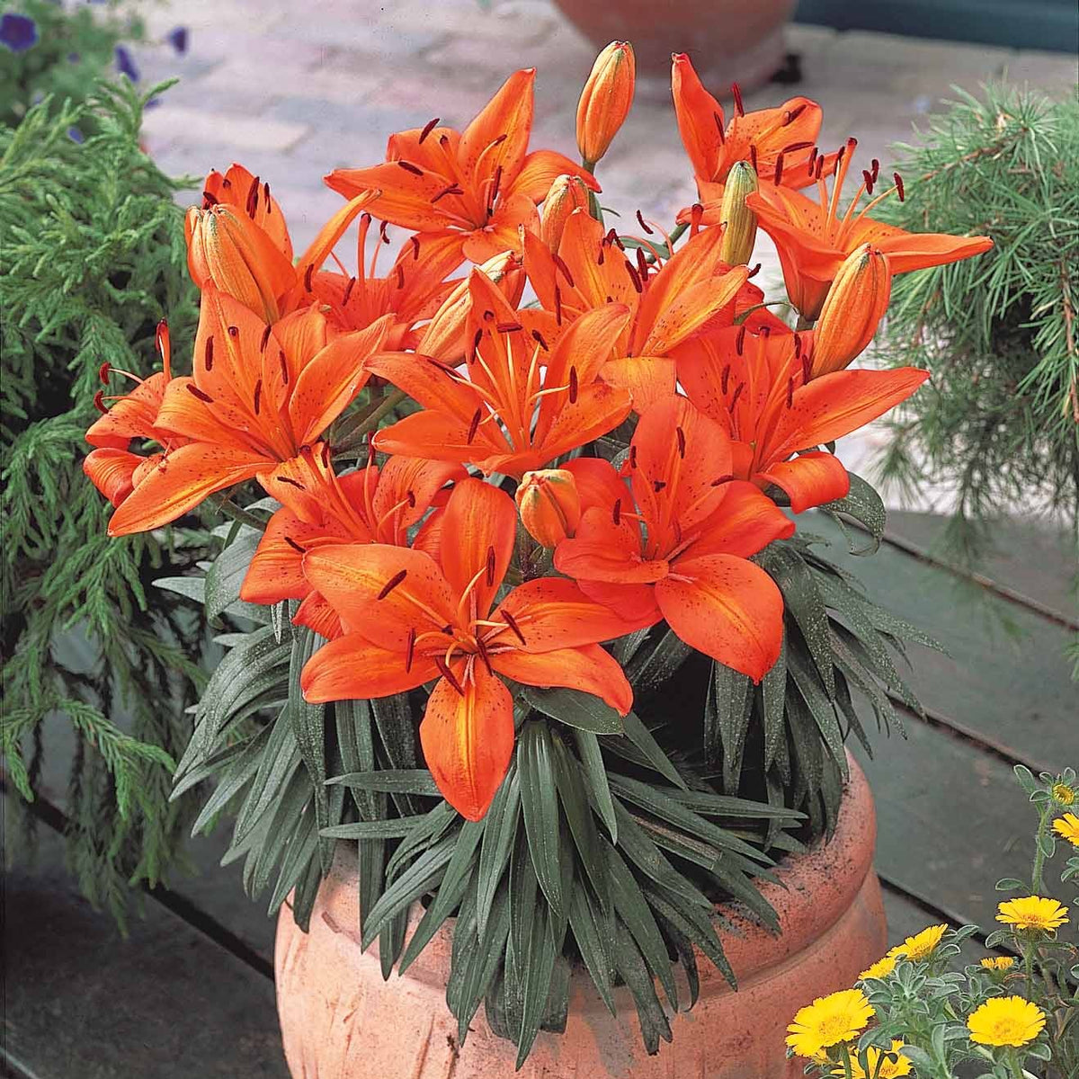 Lilien Orange (x3) - Willemse