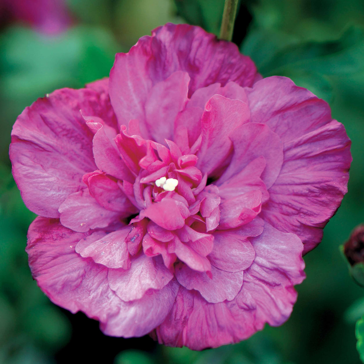 Garteneibisch Magenta Chiffon - Hibiscus syriacus magenta chiffon - Willemse