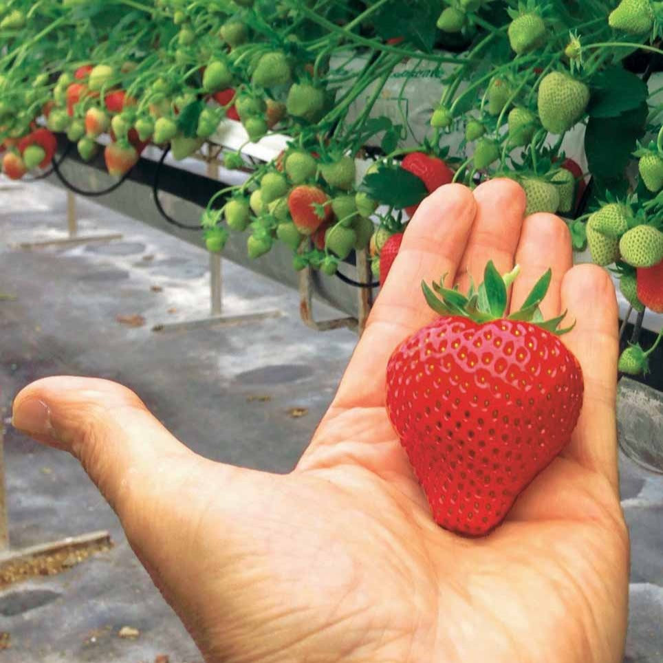 Erdbeere Magnum ® COV Marionnet 97 - Fragaria x ananassa magnum cov marionnet 97 - Willemse