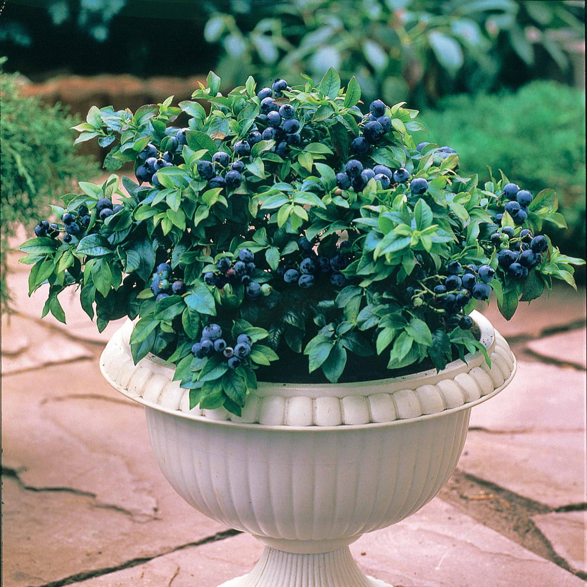 Heidelbeere Top Hat - Willemse