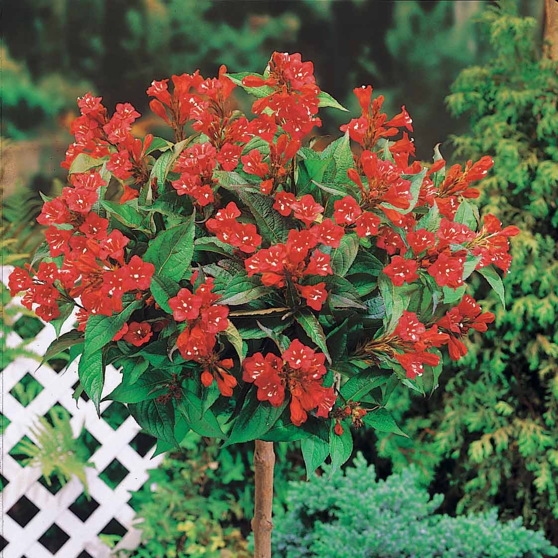 Weigelie Bristol Ruby auf Stamm - Willemse
