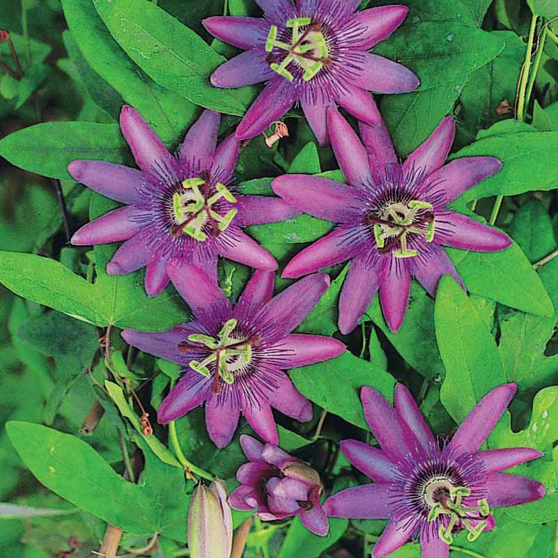 Passionsblume Lavender Lady - Passiflora x lavender lady - Willemse