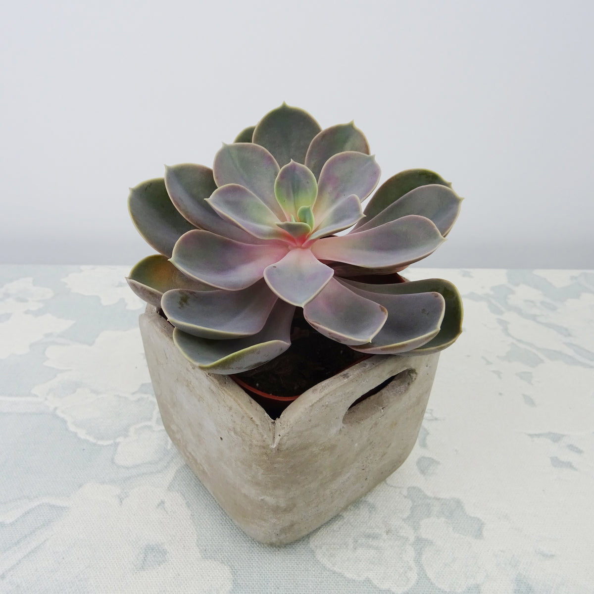 Echeveria pearl von Nuernberg - Willemse