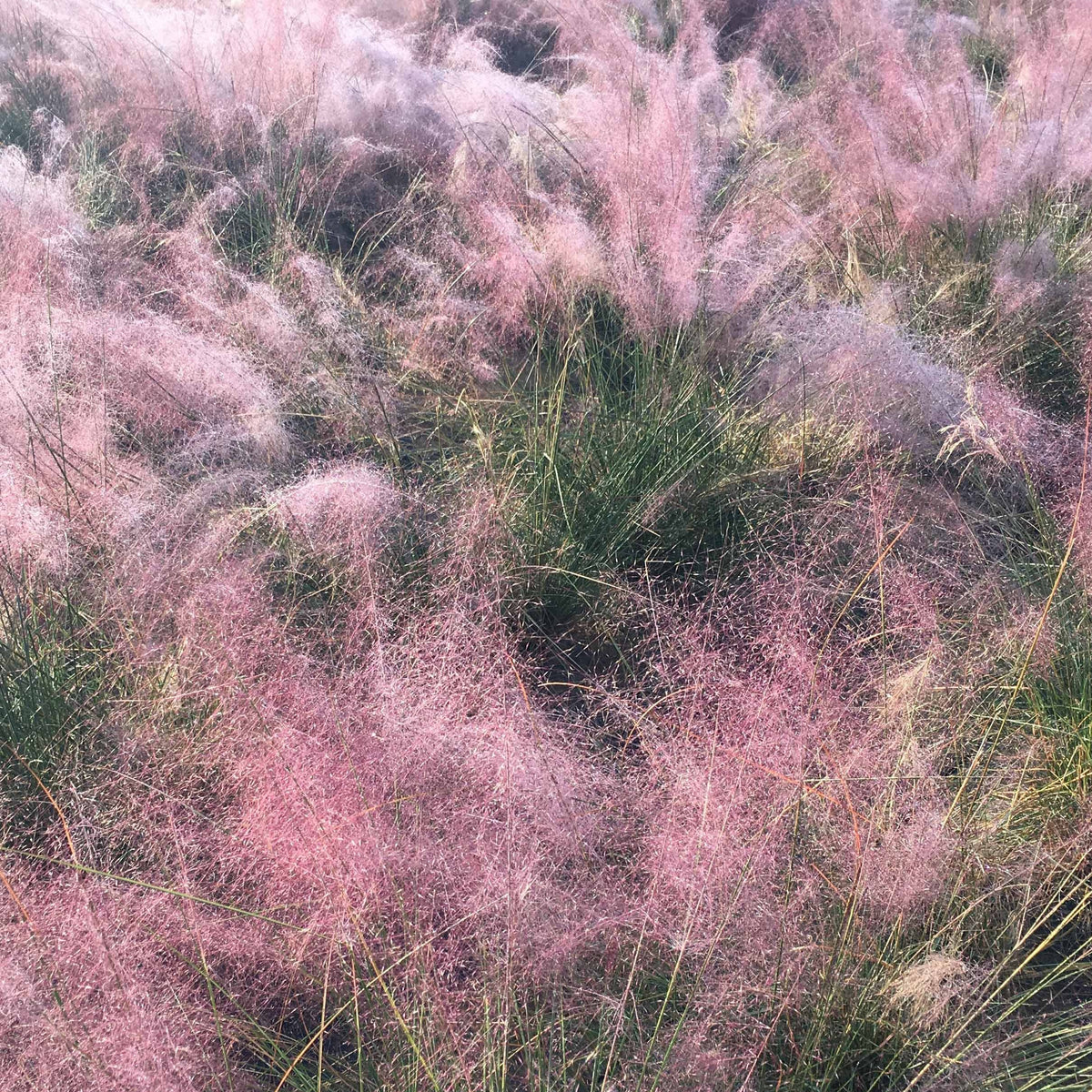 Muhlenbergia capillaris - Rosa Haargras (x2) - Stauden
