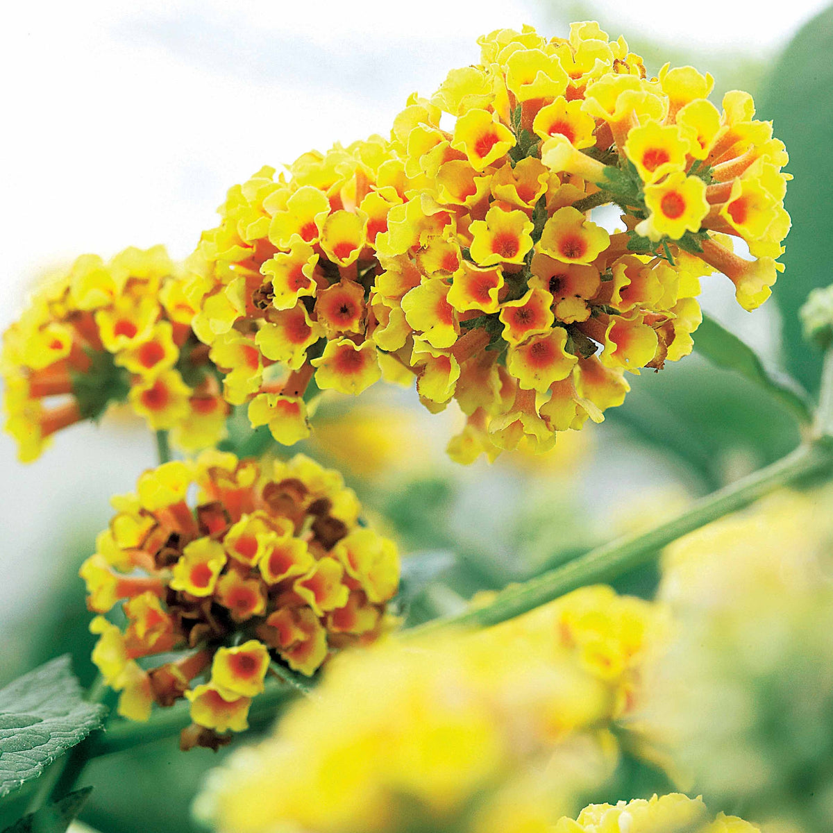 Schmetterlingsflieder Sungold - Buddleja x weyeriana Sungold - Willemse