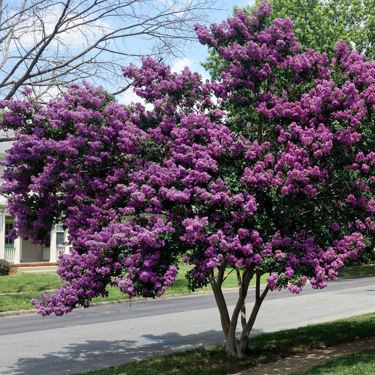 Lagerstroemia indica - Sammlung Indischer Flieder: rot, violett, weiß (x3) - Indischer Flieder